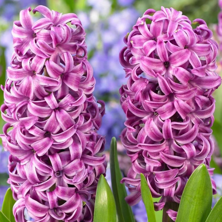 Hyacinthus orientalis 'Purple Sensation'